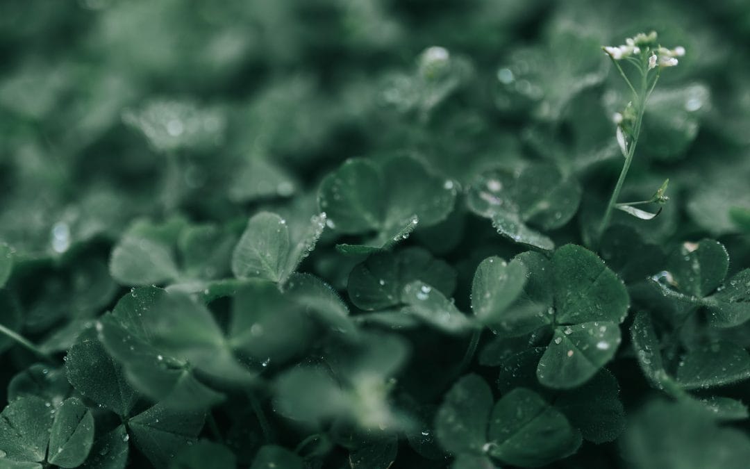 Go really green this St Patrick’s Day