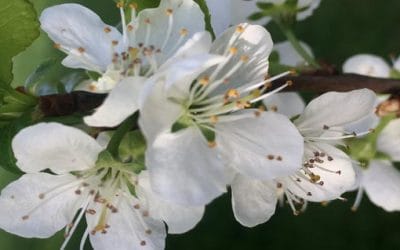 Sarah’s TEDX Talk: Seven Pollinator-Friendly Trees for Irish Gardens