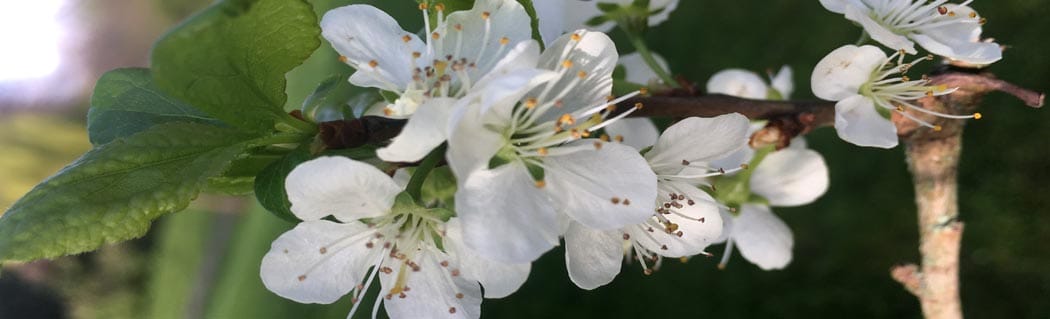Sarah’s TEDX Talk: Seven Pollinator-Friendly Trees for Irish Gardens